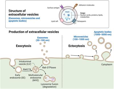 Extracellular vesicles as next-generation therapeutics and biomarkers in amyloidosis: a new frontier